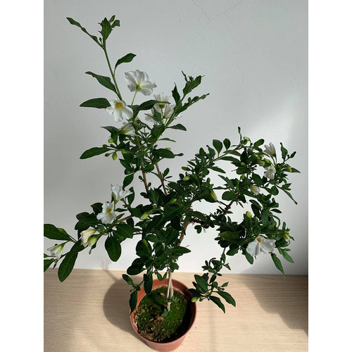 Törzses Enciánfehér (Lycianthes ‘White Charles’)